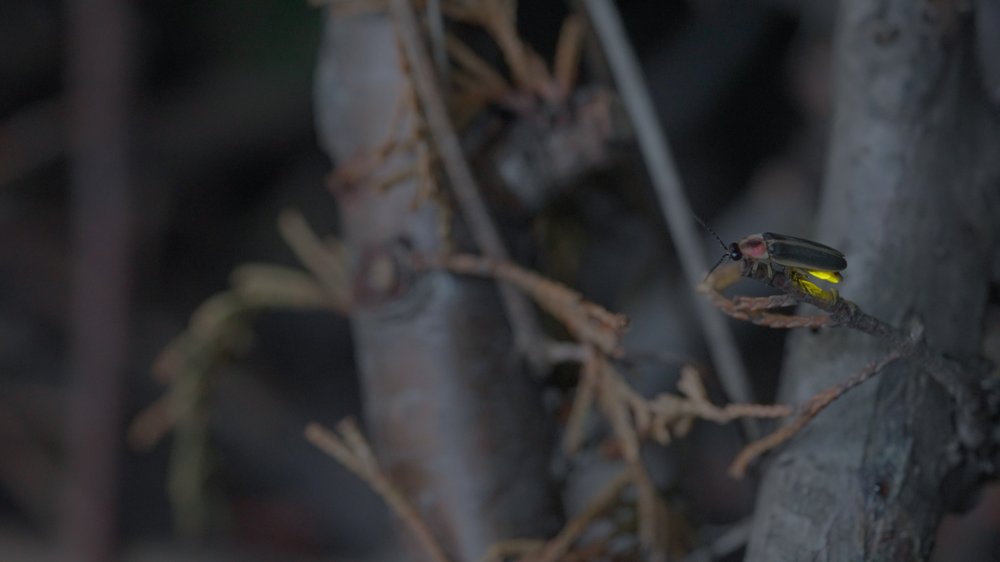 Closeup photo of a firefly as it sits on a twig in the woods. Its bioluminescent bulb is slightly glowing.