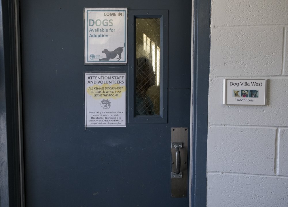 A person silhouetted from behind a door. On the door reads "Dogs available for adoption."
