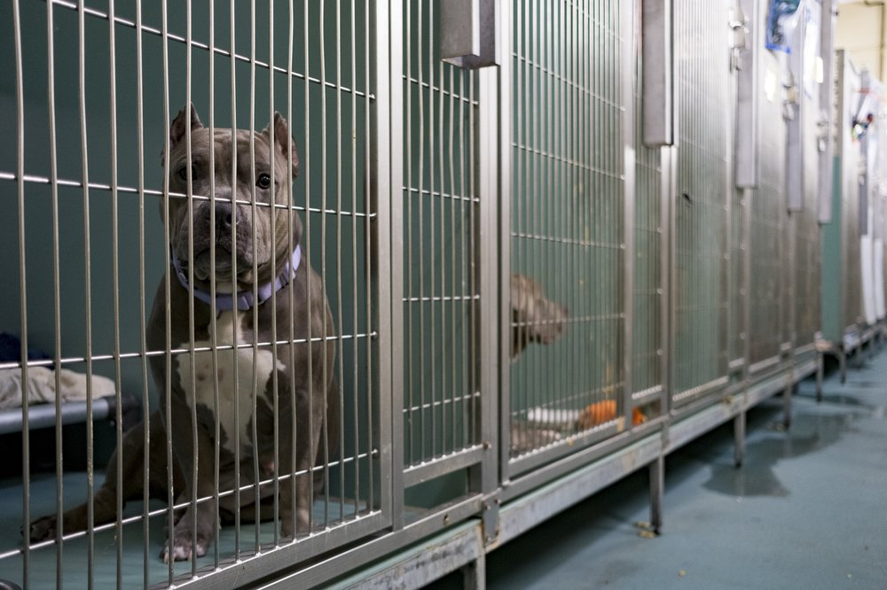 A dog sits in a cage, looking into the camera.
