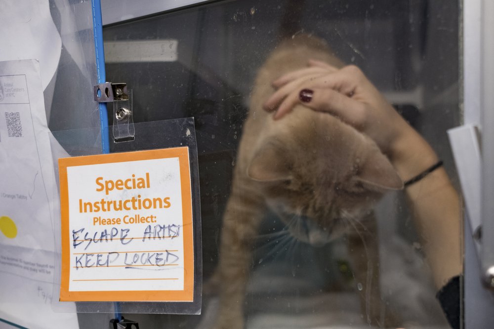 A cat behind a glass. On the glass, a sign is taped, that reads: "Escape artist. Keep locked."