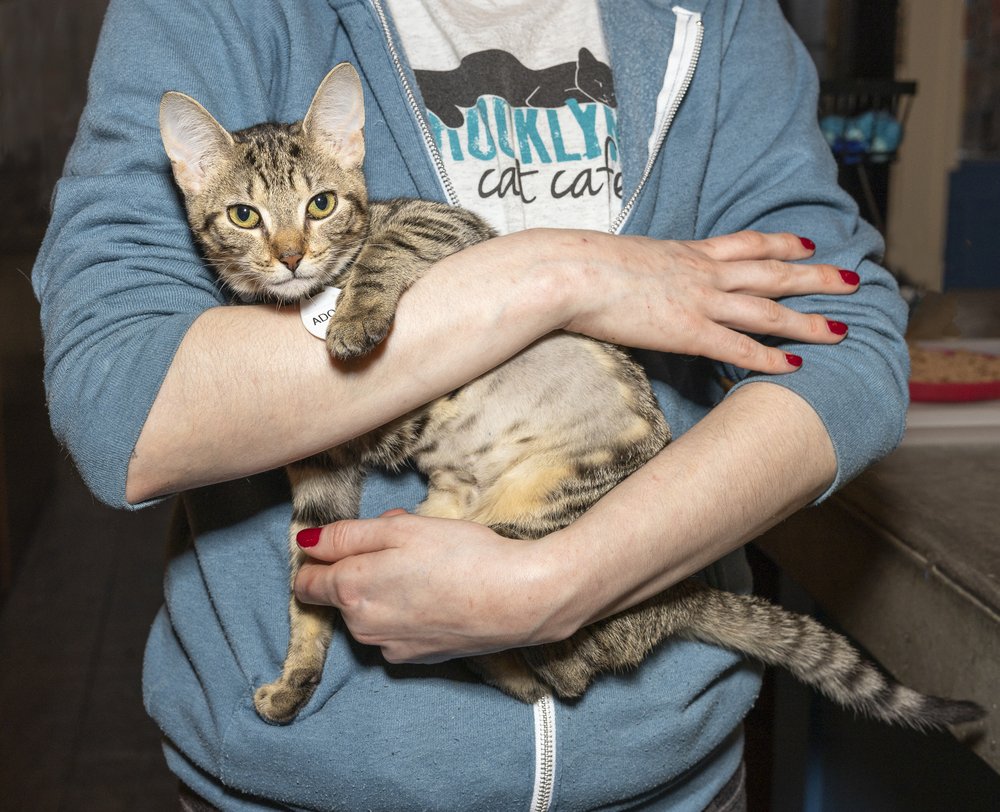 A picture of a cat being cradled in the arms of an adult.