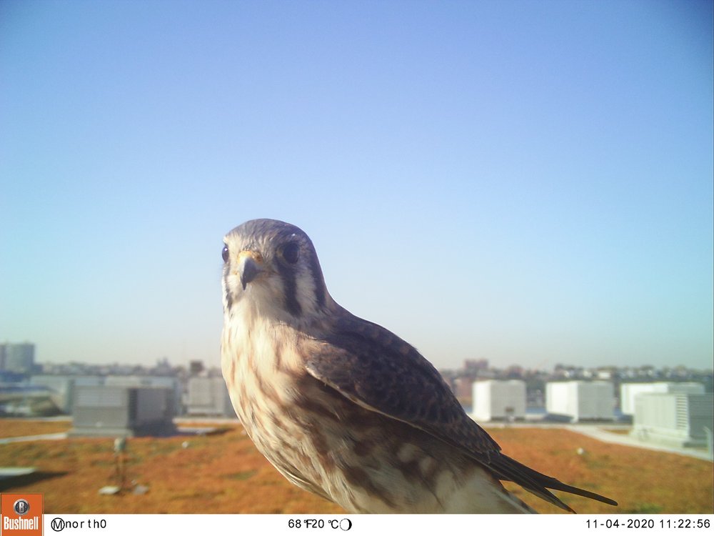 An American kestrel are small bright-orange and blue-gray falcons that feast on grasshoppers and crickets on the Javits green roof.