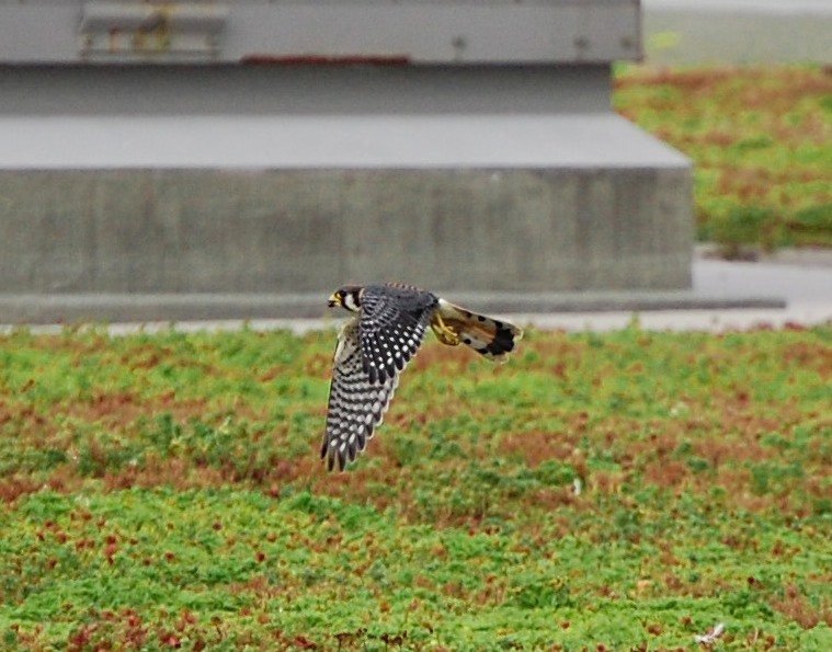 An American kestrel flies over the Javits green roof.