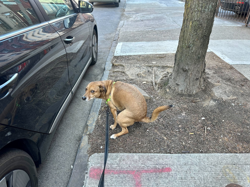 A dog squats next to a tree,