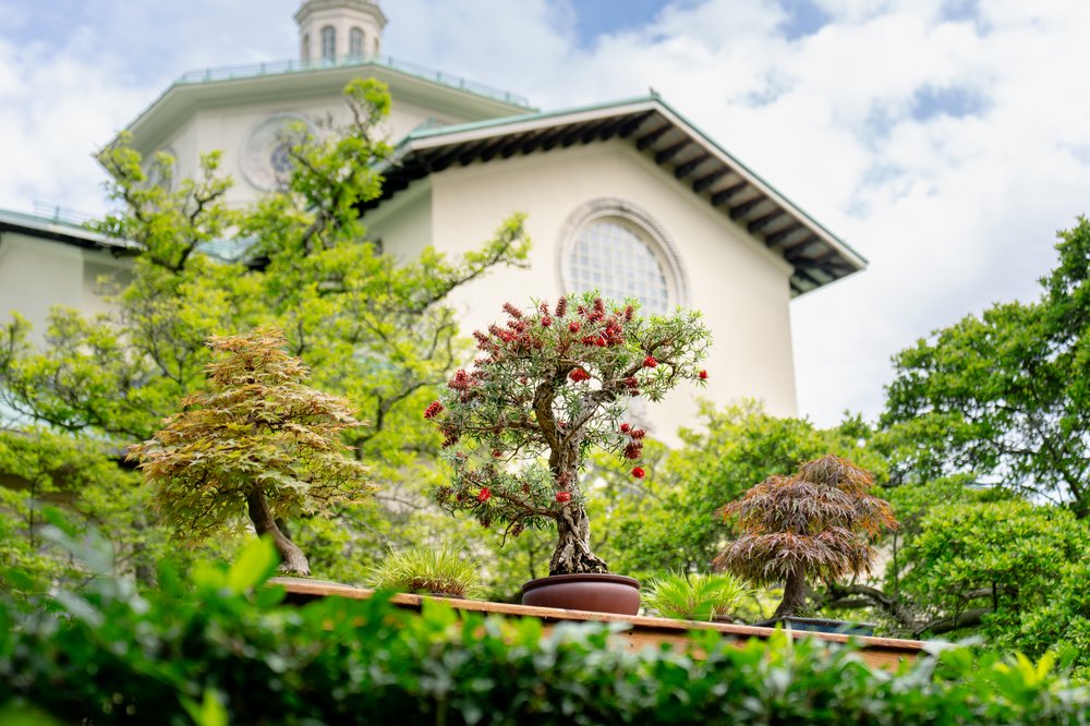 Three bonsai trees photographed on a ledge with a building behind them.