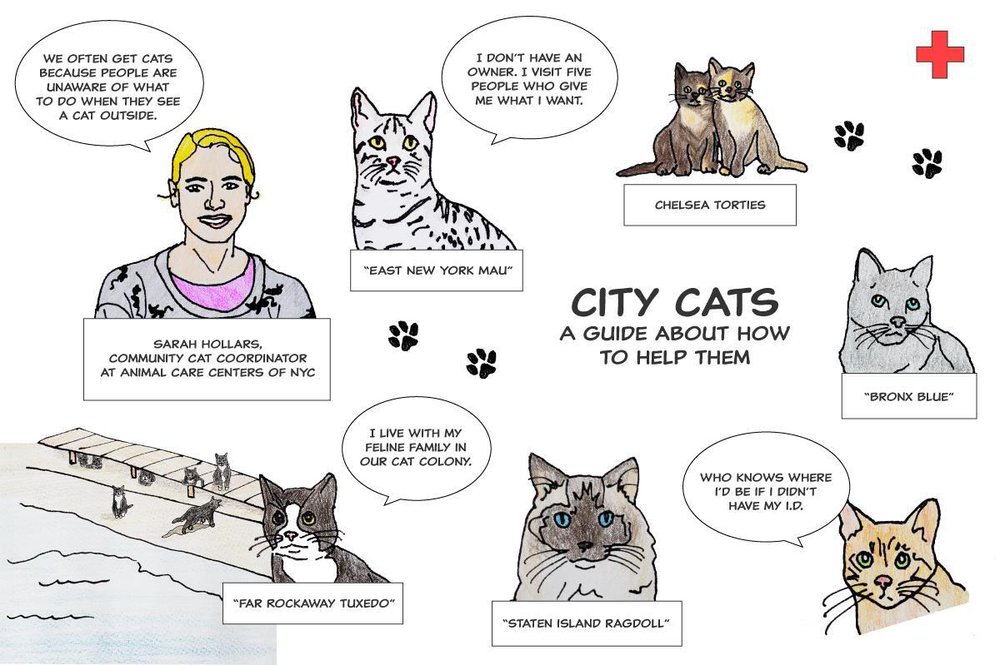 Graphic showing illustrations of cats