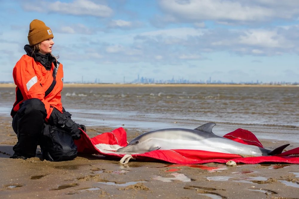 Common dolphin stranding on March 16, 2023 at Naval Weapons Station Earle in Sandy Hook Bay.