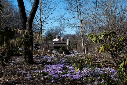 Photo from Brooklyn Botanic Garden