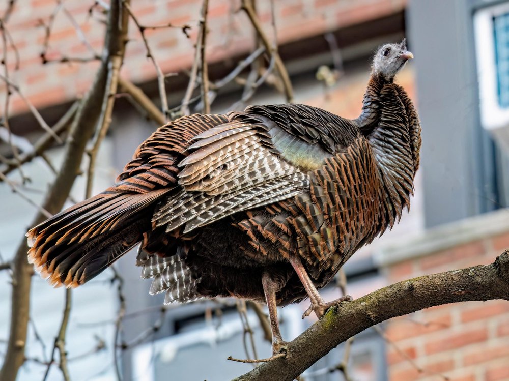 Astoria the wild turkey struts through Manhattan after flying in from Roosevelt Island, possibly in search of a mate.