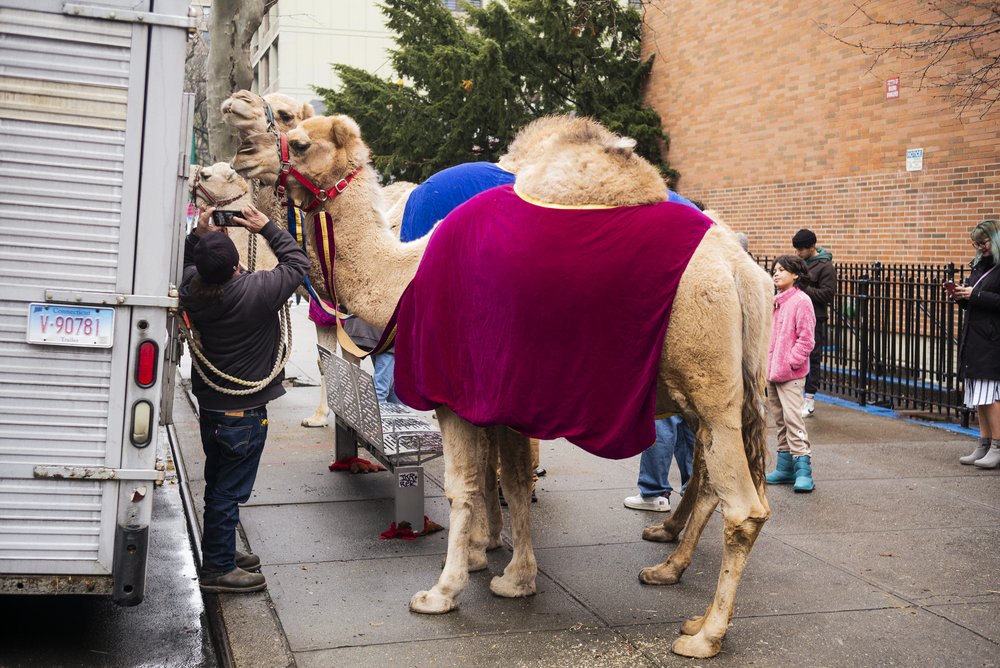 A trio of camels stands on a sidewalk, outside their mobile stable.