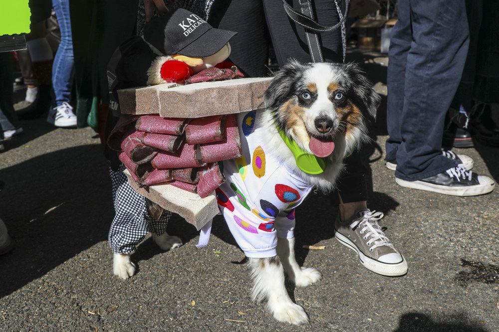 A dog dressed as a pastrami sandwich from Katz's delicatessen.