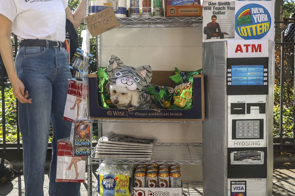 A dog dressed as cat stuck inside a makeshift vending machine.