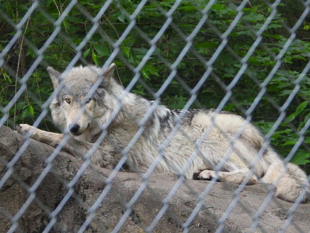 A wolf behind an enclosure