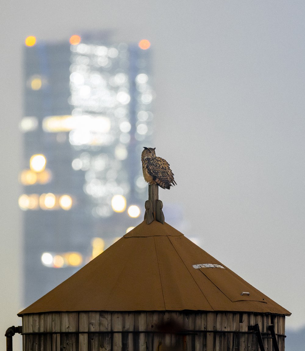 An owl pauses atop a city water tower.
