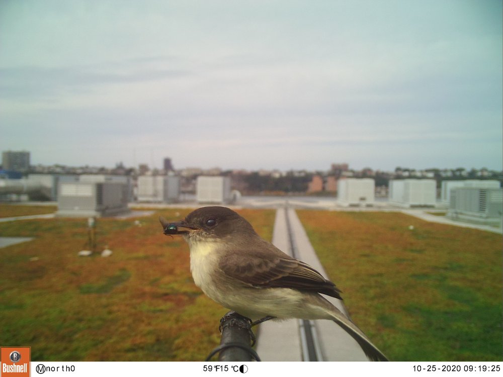 Eastern phoebe, a migratory flycatcher, with freshly caught prey during fall migration on the Javits green roof.