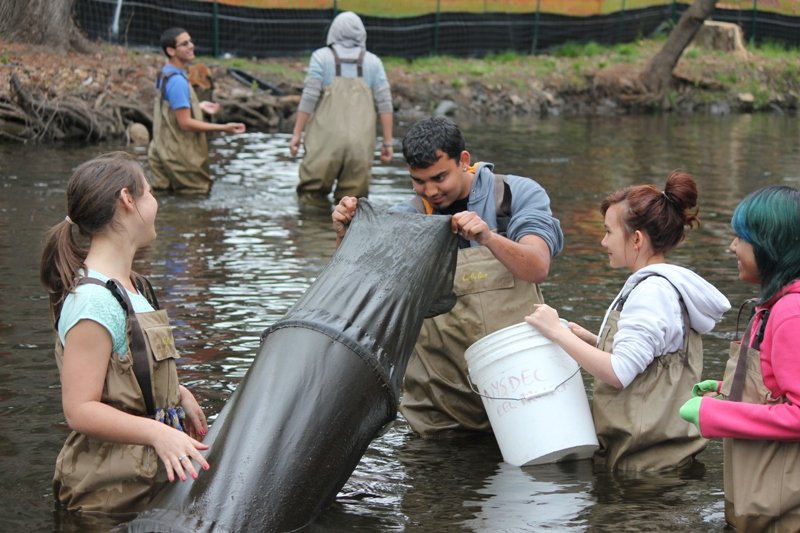 Students in waders look in a large, tent-like trap while standing in water.