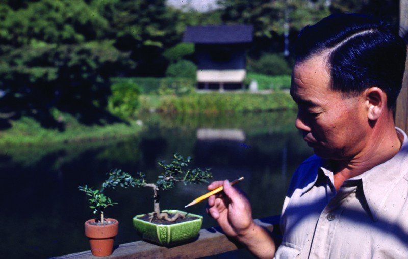 A man looking at a bonsai tree