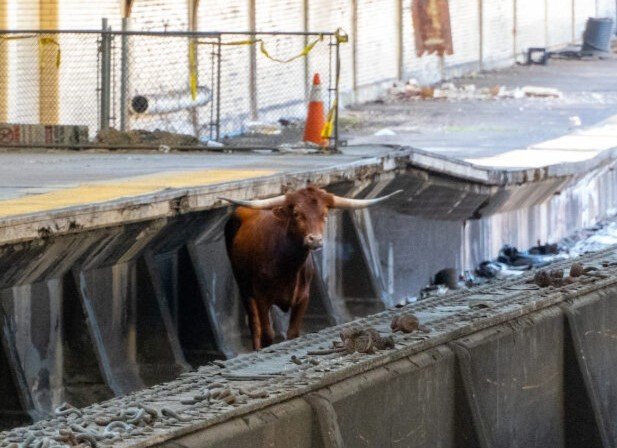 A bull was seen on the tracks at Newark Penn Station Thursday morning. It was not clear how the bull got there.