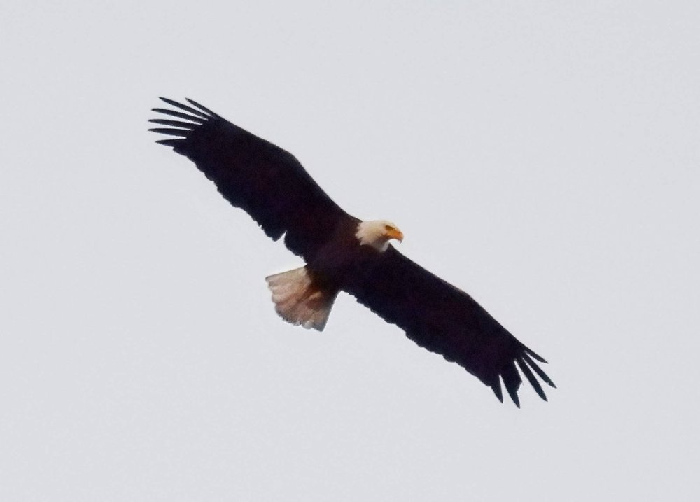 The account @BirdCentralPark posted on X this image of Rover the Bald Eagle, seen hunting in January 2022.
