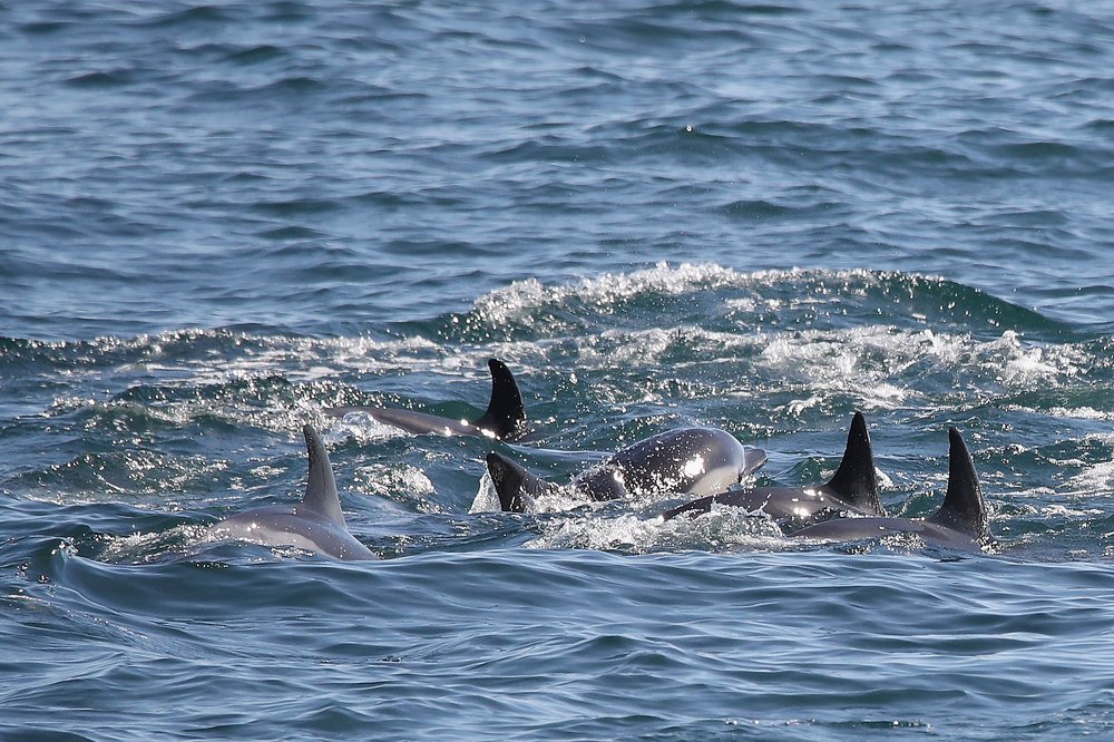 A school of dolphins splash in a large body of water.