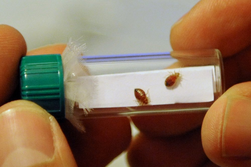 A glass vial of live bedbugs is seen on July 26, 2010 in the Queens.