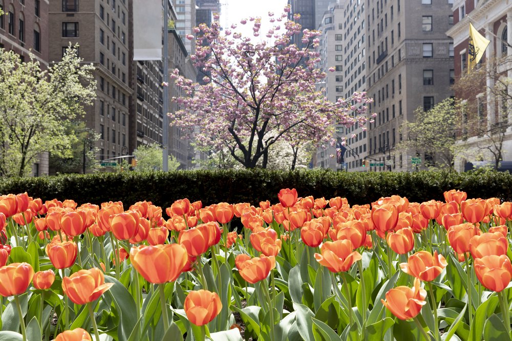 Tulips in a field in New York City.