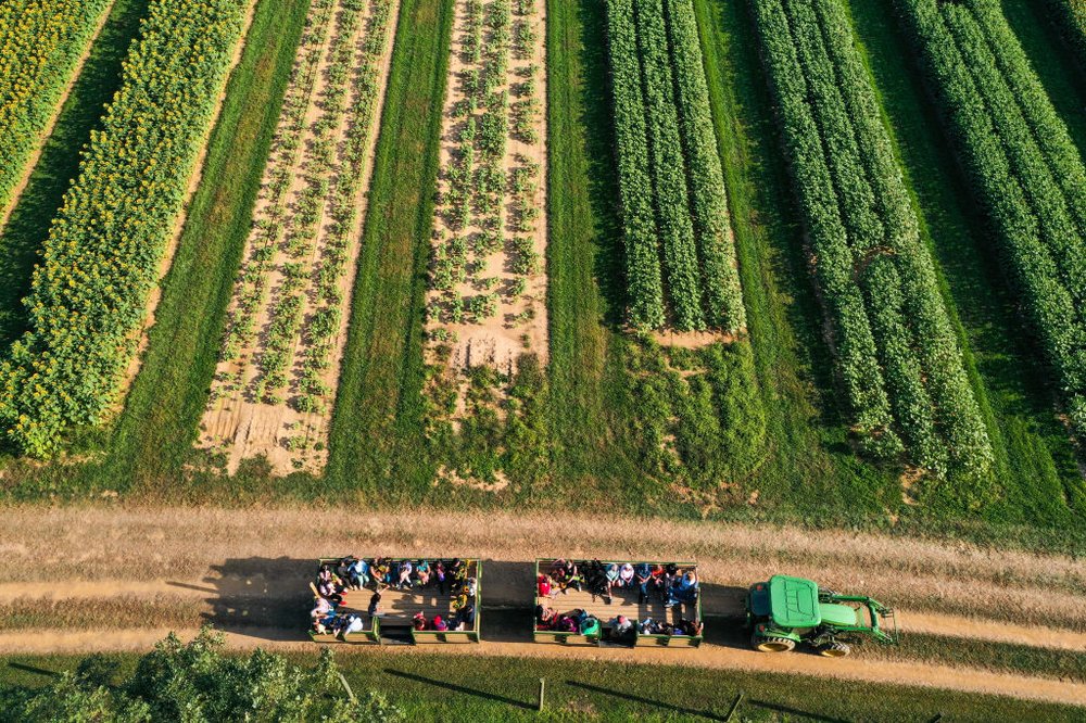 An aerial view of a sunflower farm in New Jersey as a tractor with people drives through.