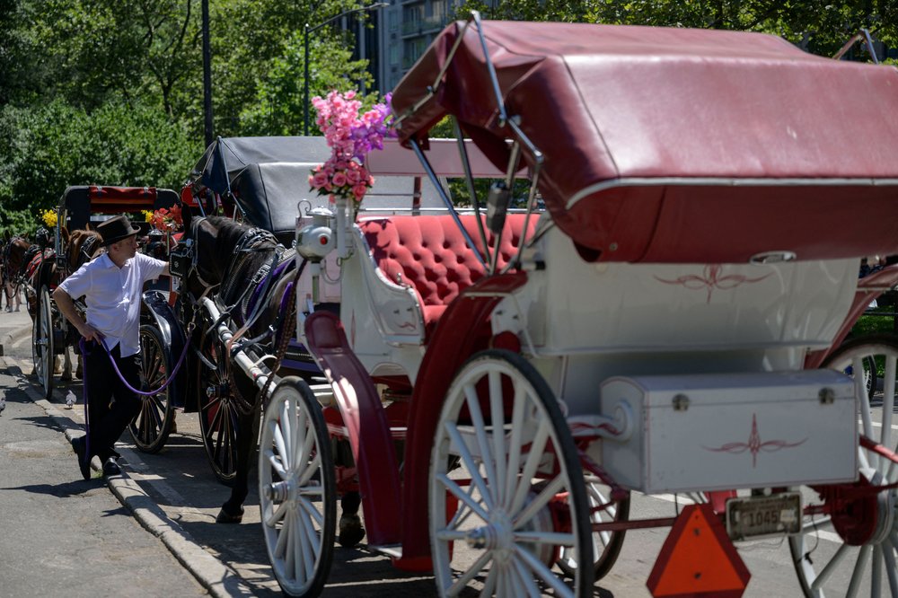 Horse-drawn carriages line up as they wait for customers on a hot day in Central Park on August 3, 2022 in New York City.