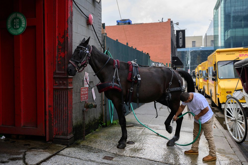A worker prepares a carriage horse outside a barn in Manhattan.