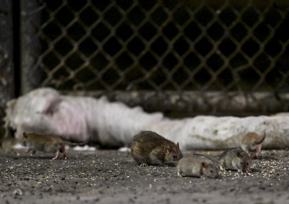 Rats in the street.