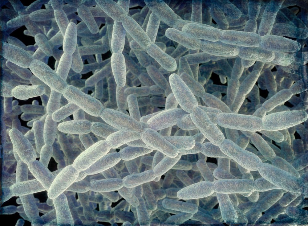 Stock image of the bacteria that causes Legionnaires' disease, a severe pneumonia.