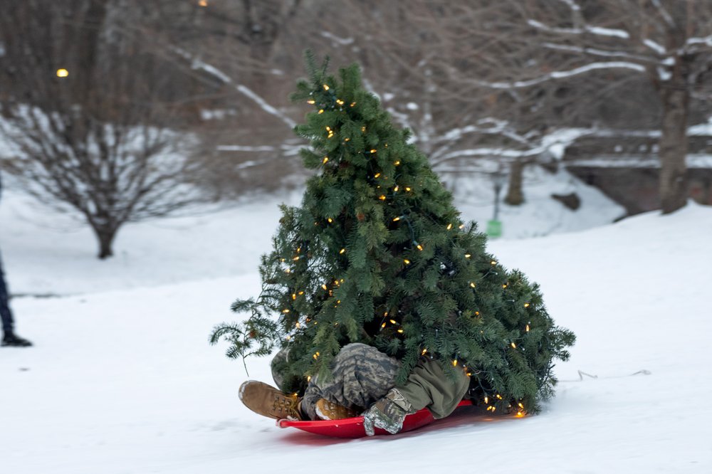 A man dressed up as a Christmas tree sleds down a hill.