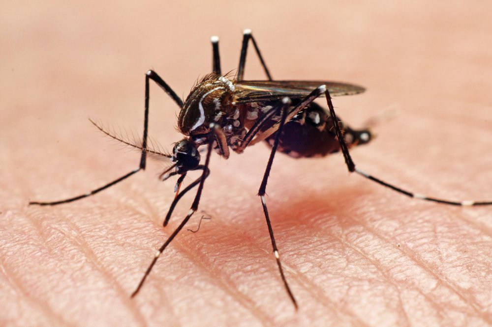 photo of a mosquito