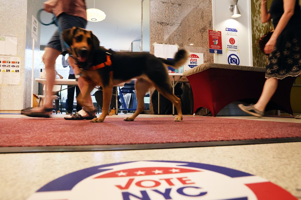 A dog at a NYC polling site.