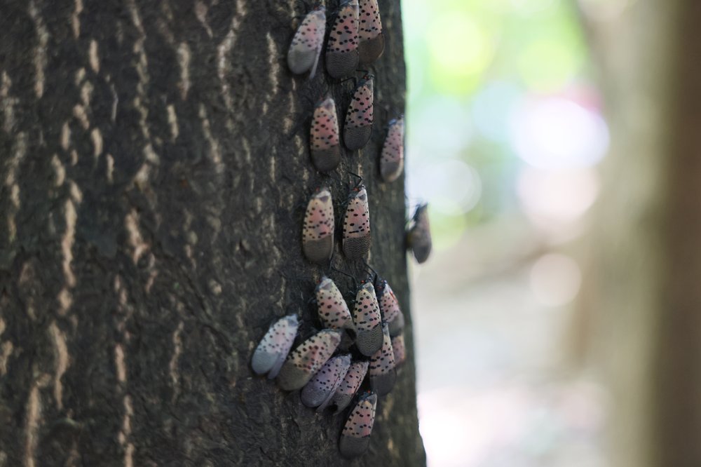 A group of lanternflies on a tree in New York City.