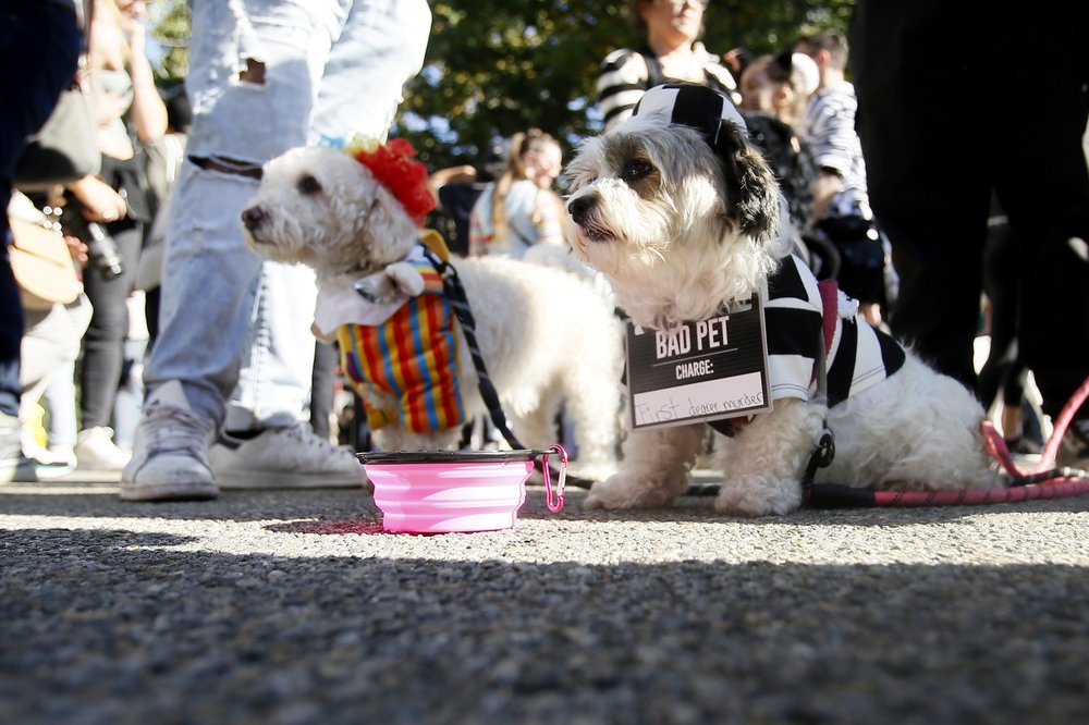 Pets in a costume participate in The Tompkins Square Halloween Dog Festival on Oct. 22, 2022 in New York City.