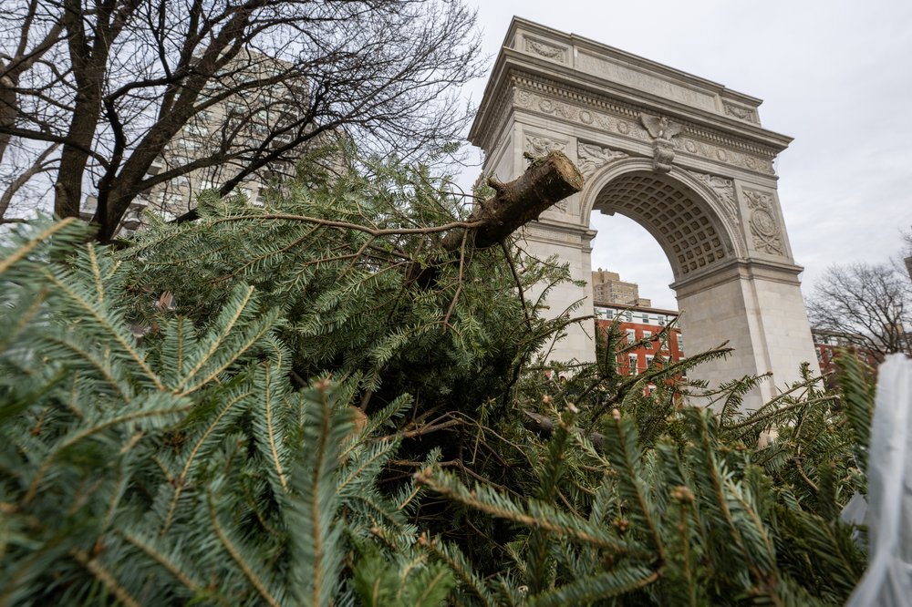 Discarded Christmas trees in front of the arch at Washington Square Park.