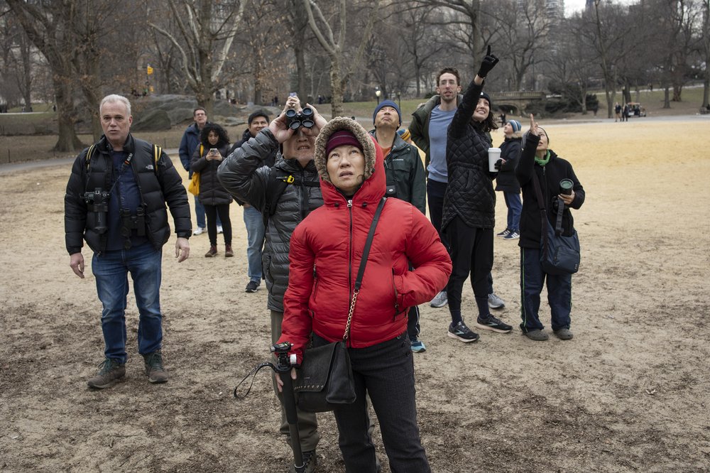 Birders watch Flaco, a Eurasian eagle owl that escaped from the Central Park Zoo, in the park on Feb. 12.