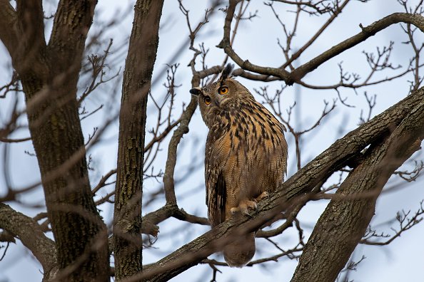 An owl is pictured in a tree with no leaves.