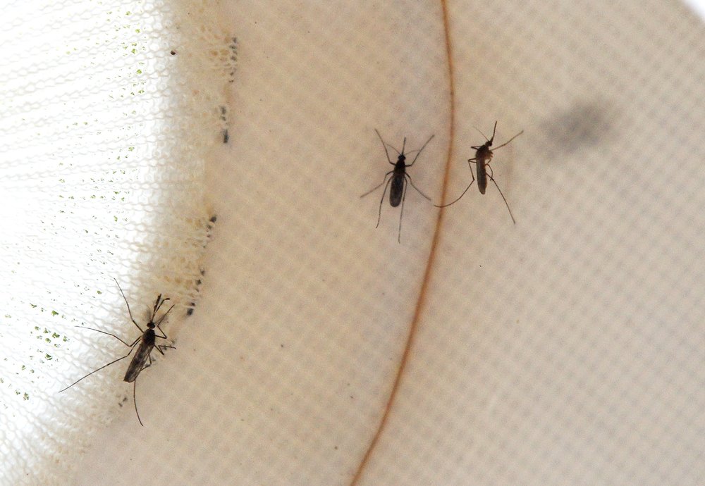 Mosquitos are seen inside a trap.