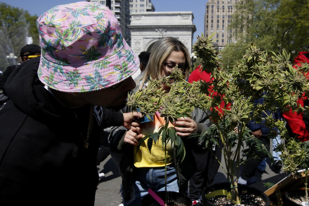 People smell marijuana plants on display at Manhattan's Washington Square Park.