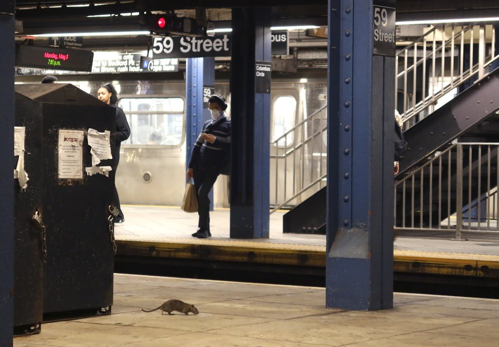 A rat on a New York City subway platform.
