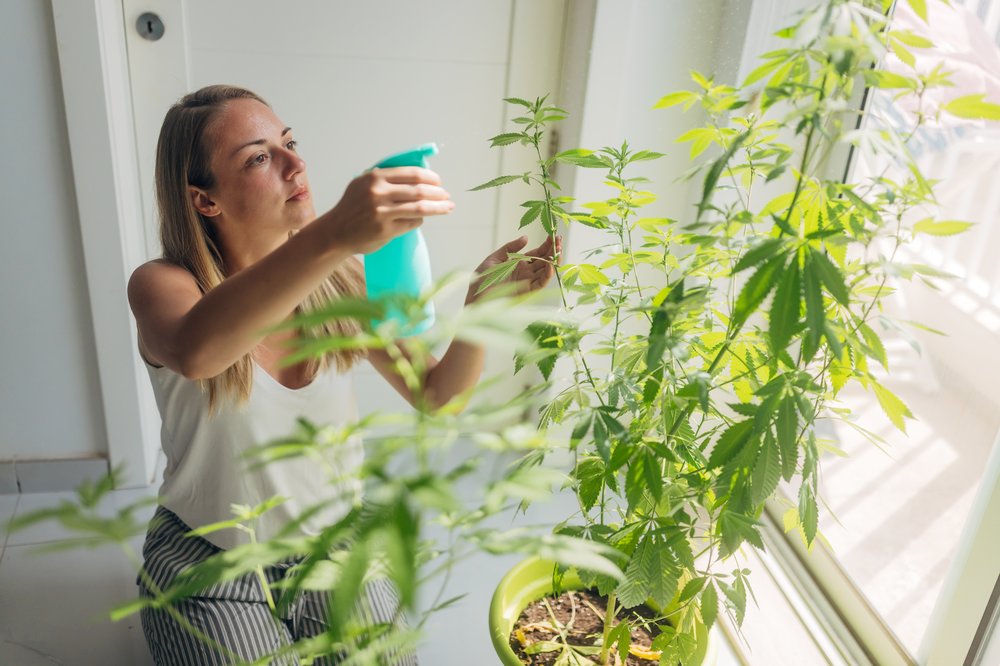A woman spraying the leaves of cannabis plants in her home with water.