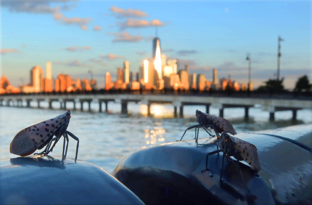 Lanternflies looking out at the New York City skyline.