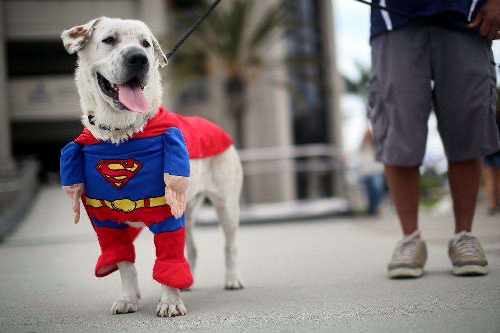 A dog dressed as Superman.