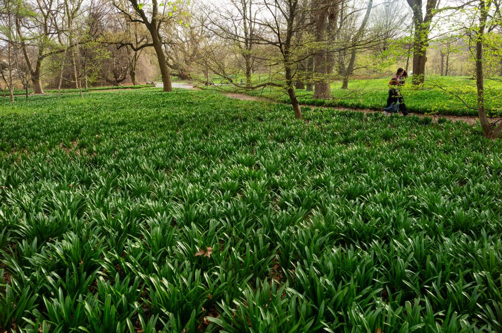 People walk through a path in the Brooklyn Botanic Garden on April 10, 2024.