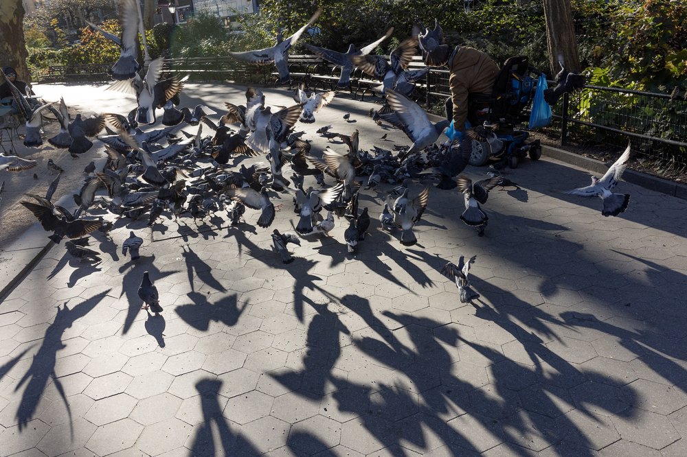 A man feeds pigeons in Madison Square Park in 2023.