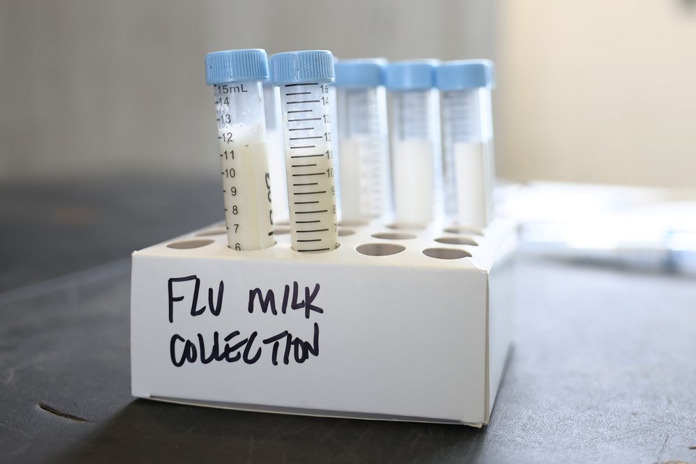 Milk samples to be tested are seen on a table at the Cornell Teaching Dairy Barn at Cornell University on Dec. 11, 2024 in Ithaca, N.Y.