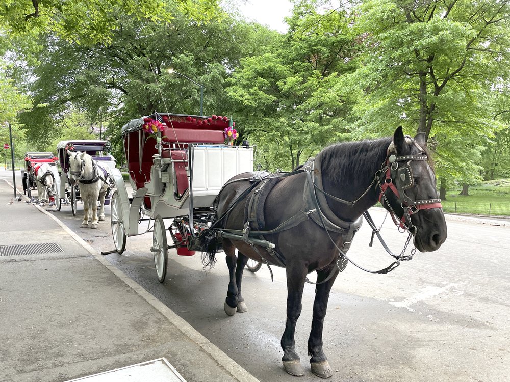 Carriage horses line one of the entrances to Central Park as drivers try to persuade tourists to take a horse-drawn carriage ride around the park.