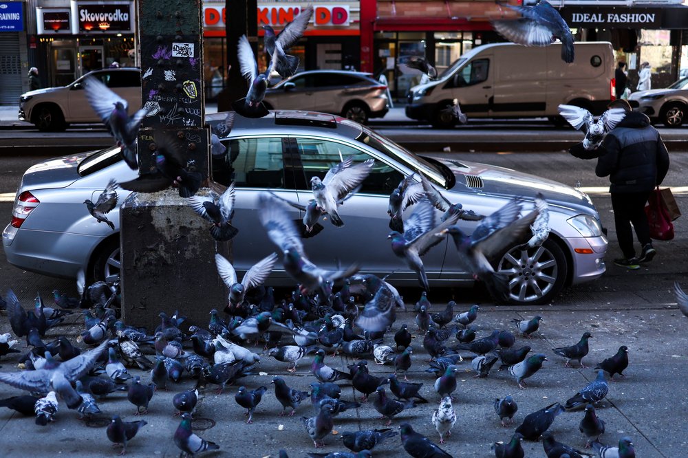 A flock of pigeons takes off on a sidewalk in the Brighton Beach area of Brooklyn.